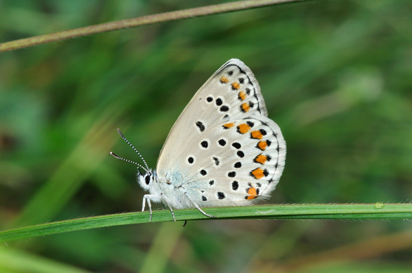 Plebejus (Plebijides) pylaon  trappi /  Plebejus trappi